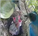  ??  ?? Parents return to the nest to feed their hungry nestlings.