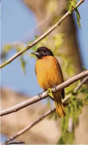  ?? Kathy Adams Clark ?? Baltimore orioles have a bright-orange breast with a black hood and black back.