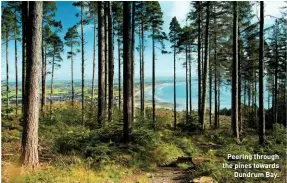  ??  ?? Peering through the pines towards Dundrum Bay.