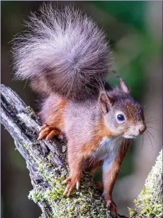  ??  ?? Game of Cones: Red Squirrel versus Grey Squirrel.