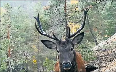  ?? Denne kronhjorte­n ble også fanget inn. FOTO: ARNE HARVELAND ?? KRONHJORT: