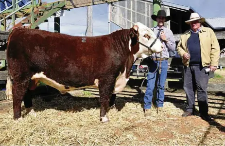  ?? PHOTO: CONTRIBUTE­D ?? TOP PRICE: Lot 2 Battalion Senator sold for $22,000 at the Glen Innes Hereford Bull sale last week. He is pictured here with breeder Grant Kneipp and purchaser John Galwey.