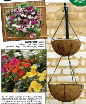  ??  ?? GLORIOUS: Giant fuchsias and, below, sweet gerberas. Right: Double hanging basket
