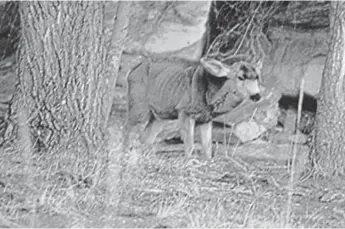  ?? Provided by Colorado Parks and Wildlife ?? Hunters in Colorado are urged to avoid deer — such as this one — that are afflicted with chronic wasting disease.