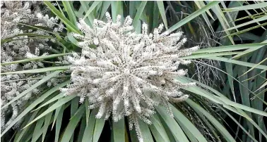  ??  ?? A cluster of cabbage tree flowers is called an infloresce­nce or cluster.