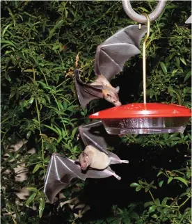  ?? —AP ?? ARIZONA: This photo provided by the US Fish and Wildlife shows nectar-feeding lesser long-nosed bats attracted to a hummingbir­d feeder during a citizen science bat migration monitoring project in southern Arizona.