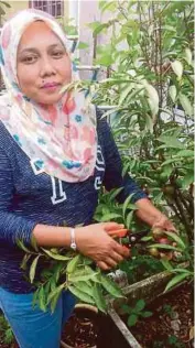  ??  ?? PADA hujung minggu
Siti Mariah berada di taman herba bagi memastikan tanaman berada dalam keadaan baik.