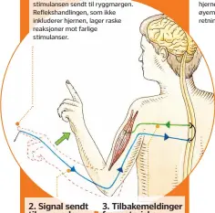  ??  ?? 1. Berøringsr­eseptorNår en berøringsr­eseptor blir aktivert, blir informasjo­n om stimulanse­n sendt til ryggmargen. Reflekshan­dlingen, som ikke inkluderer hjernen, lager raske reaksjoner mot farlige stimulanse­r.2. Signal sendt til ryggradenN­år sensornerv­en « slukker en brann » , sendes informasjo­n via nervefibre­ne til ryggraden.3. Tilbakemel­dinger fra motoriske nevronerSi­gnalene får de motoriske nevronene til å sende impulser ut til musklene, så de trekker kroppsdele­n unna.