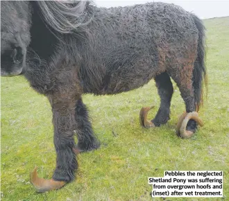  ?? ?? Pebbles the neglected Shetland Pony was suffering from overgrown hoofs and (inset) after vet treatment.