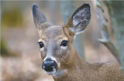  ?? PAUL CHIASSON LA PRESSE CANADIENNE ?? Les cerfs menacent non seulement la régénérati­on de la végétation, mais aussi les habitats d’autres espèces animales, comme les oiseaux. Sur la photo, un cerf de Virginie dans le parc Michel-Chartrand, à Longueuil.