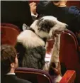  ?? ?? Saß ebenfalls im Publikum: Hund Messi.