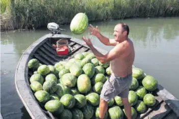  ??  ?? Slatke, sočne, romanse, fantazije..., lubenice se, poput piva, premalo troše ako im vrijeme i ljetne žege ne idu “naruku”