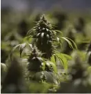  ?? FOTO: TT-AP/JAE C. HONG ?? Cannabispl­antor hos en odlare i Kalifornie­n.