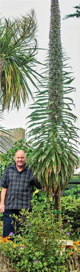  ??  ?? Green giant: John Philips and his towering echium plant