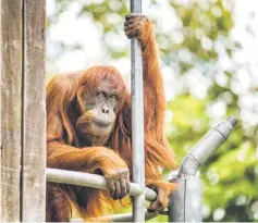  ?? — AFP photo ?? Handout photo shows Puan at Perth Zoo where she had lived since being gifted by Malaysia in 1968.