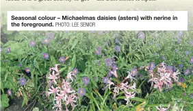  ?? PHOTO: LEE SENIOR ?? Seasonal colour – Michaelmas daisies (asters) with nerine in the foreground.