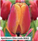  ??  ?? Apeldoorn Elite (code B082)