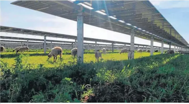  ??  ?? Ovejas pastando junto a las placas fotovoltai­cas instaladas en las plantas de Las Corchas y Los Naranjos de Carmona.