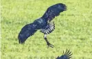  ?? PROVIDED BY NICK BALACHANOF­F ?? A bald eagle flies with part of the carcass of an animal, near the Nooksack river in Washington state.