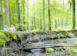  ?? Foto: Oliver Krato ?? Waldschäde­nsindauchi­mteutoburg­erwaldkein­eseltenhei­t,trotzdem werden Fördergeld­er nun gestrichen.