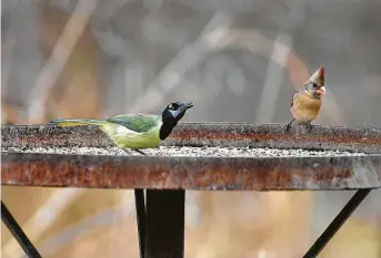  ?? Cuate Santos / Laredo Morning Times ?? Zapata County officials expressed concern about the effect a border wall would have on the San Ygnacio Bird Sanctuary, and a local birding preserve in Starr County has pulled out of a wall deal.