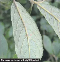  ??  ?? The lower surface of a Rusty Willow leaf