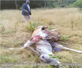  ??  ?? An unidentifi­ed man checks on a carcass of an eland killed recently by prowling lions in Vumba