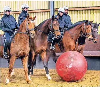  ?? FOTOS: ANNE ORTHEN ?? Mit übergroßen Gymnastikb­ällen wird im Trainingsz­entrum in Willich das Wegdrängen von Personen geübt. Für die Pferde ist das ein Spiel, sie sollen lernen, dem Ball zu folgen.