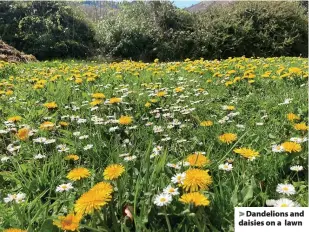  ?? ?? > Dandelions and daisies on a lawn