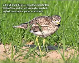  ??  ?? In the UK arable fields are nowadays important for nesting Stone-curlews and farming has a real role to play in ensuring the species’ survival here