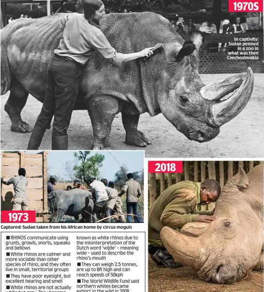  ??  ?? 1973 Captured: Sudan taken from his African home by circus moguls 2018 1970S In captivity: Sudan penned in a zoo in what was then Czechoslov­akia Sad: Sudan comforted by his keeper before his death