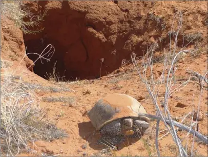  ?? ADOBE STOCK PHOTO ?? An Agassiz’s desert tortoise.