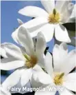  ??  ?? Fairy Magnolia ‘White'