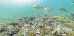  ?? DAVID J. PHILLIP/ASSOCIATED PRESS ?? Black sea bass, red snapper and tomtate swim over a carpet of invertebra­tes and algae at Gray’s Reef National Marine Sanctuary off the coast of Savannah, Ga.