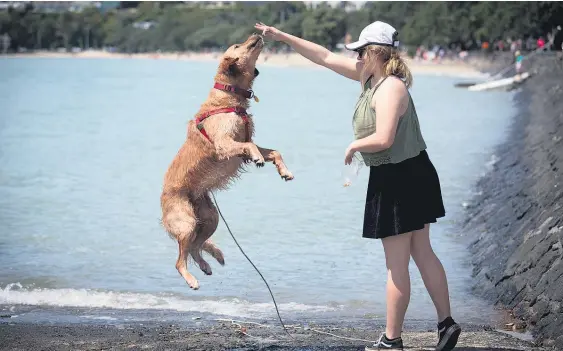  ?? Picture / Dean Purcell ?? Emma Hayes from Ellerslie and her dog Loki playing in the holiday sunshine at Kohimarama Beach yesterday.