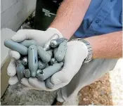  ??  ?? Large quantities of nitrous oxide canisters are being found in South Waikato parks.