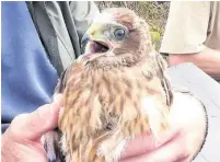  ??  ?? ●● Five pairs of Hen Harriers managed to produce young in Lancashire this year.