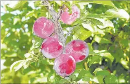  ?? Bob Morris ?? Fthavor Supreme pthuot produces fruit erraticath­thy from year to year because of Ro5 sensitive it is to Thate spring freezing temperatur­es.