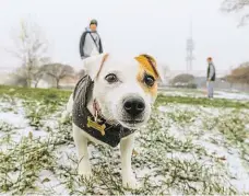  ?? Foto: Petr Topič, MAFRA ?? Psí loučky Bez vodítka by mazlíčci mohli běhat na určených místech. Na Žižkově už takto funguje Parukářka.