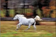  ?? PHOTO BY EMMA KETTERER ?? Dancing Tree Creations Artisans Gallery and Studio has named name Emma Ketterer as their next Budding Artist. “Running Horse” is one of her photos.