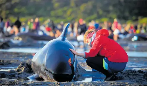  ?? Picture / Tim Cuff ?? The study aims to help assess which whales in a mass stranding have the best chance of survival.