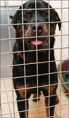  ??  ?? Behind bars: But condemned Rottweiler Kai has since run off