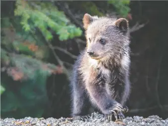  ?? DARRYN EPP ?? In Banff National Park, grizzlies are protected by wildlife overpasses, corridors and fencing. But outside the park, a shrinking habitat is pushing the bears into deadly conflict with humans.