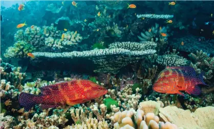  ??  ?? A Great Barrier Reef study found 112 ‘robust source reefs’ that could help repair damage from bleaching. Photograph: Daniela Dirscherl/Getty Images/WaterFrame RM