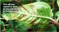  ??  ?? Pick off any leaves as soon as you see signs of fuchsia rust