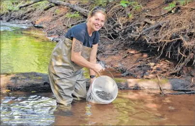  ?? ERIC MCCARTHY/JOURNAL PIONEER ?? Crystal Jarvis from the Abegweit Biodiversi­ty Enhancemen­t Hatchery participat­es in the relay of brook trout from the hatchery to the Little Miminegash River. Approximat­ely 4,000 zero-plus size trout were stocked into the stream Tuesday.