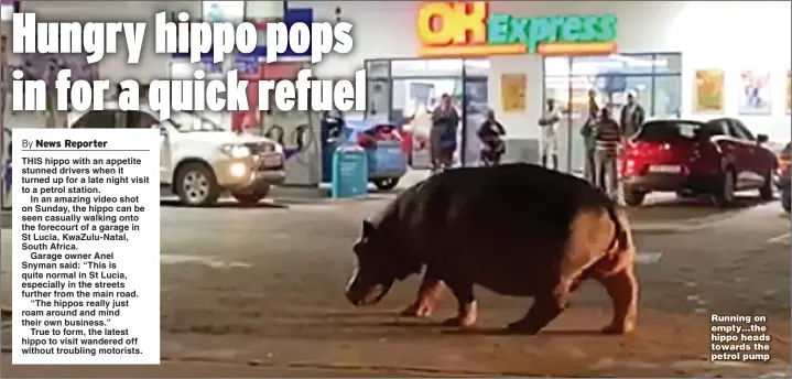  ?? Picture: MARIE STUBBE/MAGNUS NEWS ?? Running on empty…the hippo heads towards the petrol pump