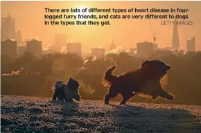  ?? GETTY IMAGES ?? There are lots of different types of heart disease in fourlegged furry friends, and cats are very different to dogs in the types that they get.