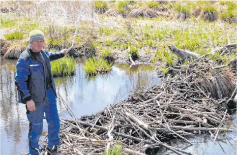  ?? FOTO: GISELA SGIER ?? Landschaft­spfleger Rudolf Dilger ärgert sich über einen von vielen Biber-Staudämmen im Taufach-Fetzachmoo­s.