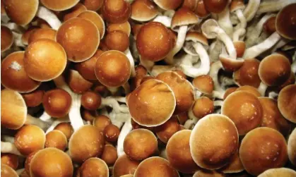  ?? Photograph: Nigel Dodds/Alamy ?? Psilocybin, the active ingredent in magic mushrooms, is a ‘schedule 1’ controlled drug, making it difficult and expensive for scientists to obtain.